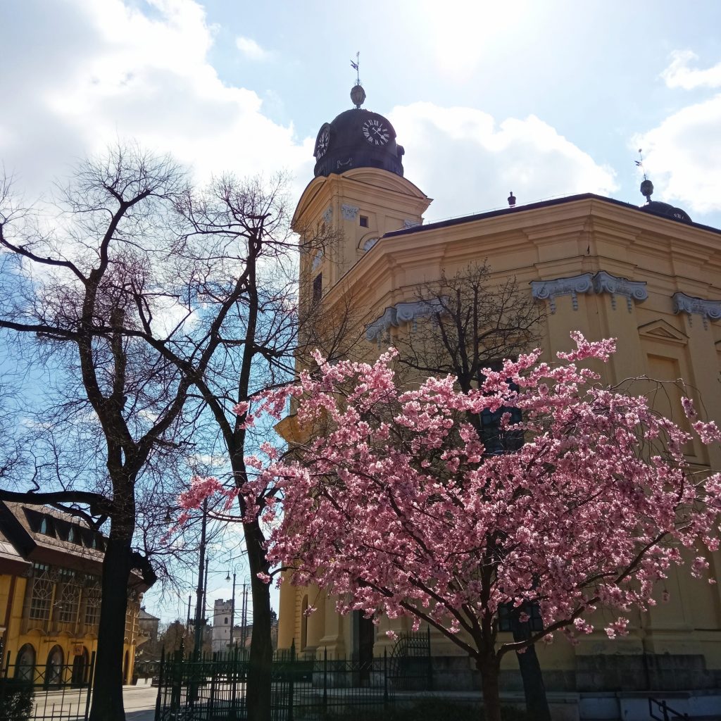 Emlékkert-fa Debrecen