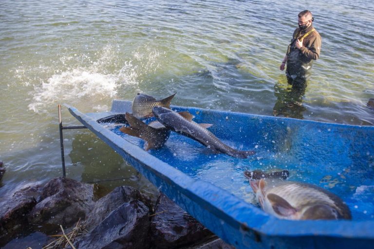 Haltelepítés a Balatonon