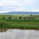 csíksomlyói búcsú 2021