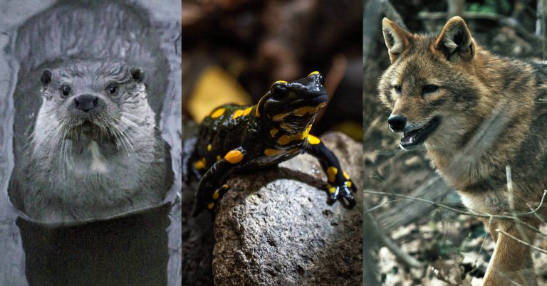 rsz_vad-viz-fekvo-cover