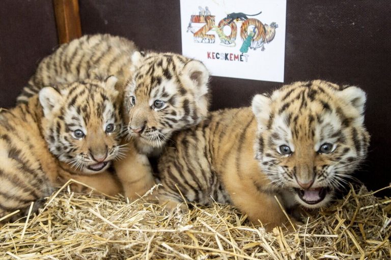 tigrisek kecskeméten