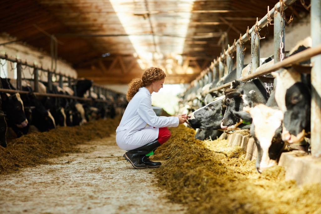 tehén marha állat állattenyésztés tej