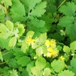 vérehulló fecskefű (Chelidonium majus)