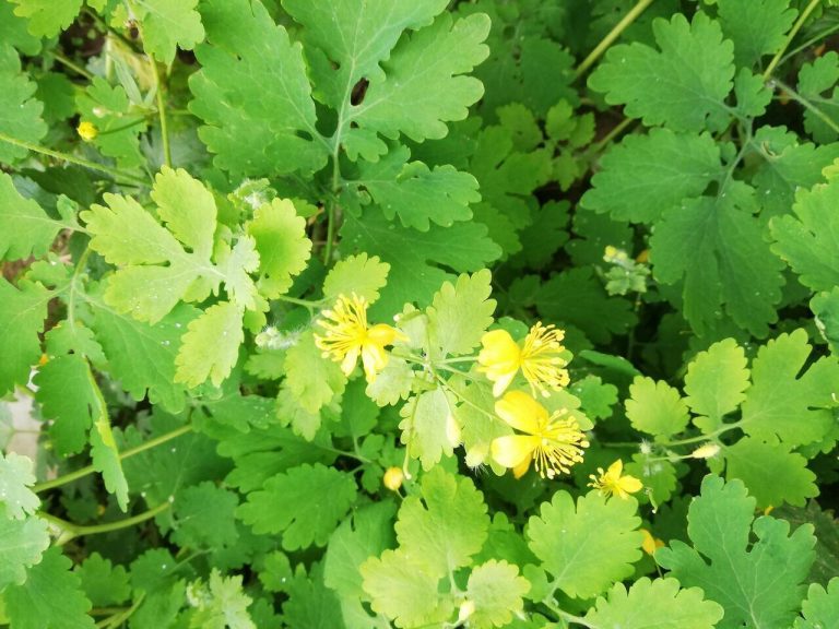 vérehulló fecskefű (Chelidonium majus)