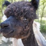 jász alpaka