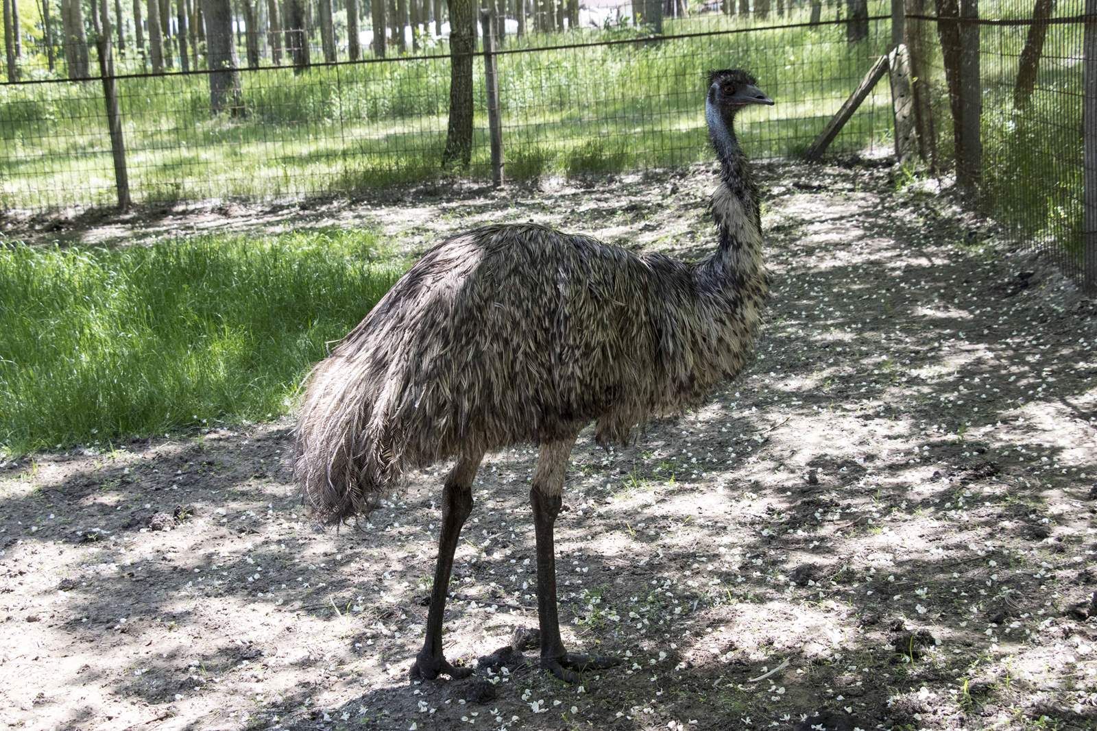jász alpaka emu