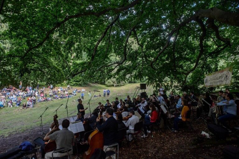 muzsikál az erdő (2)