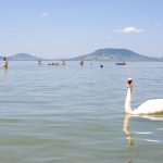 hattyú balaton strand nyár
