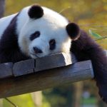 panda