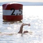 Balaton-átúszás 2021