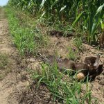 Turai madármérgezés H5N1