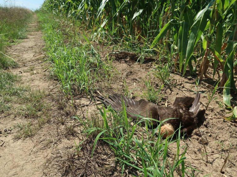 Turai madármérgezés H5N1