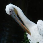 Tisza-tó hajnal természet