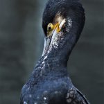 Tisza-tó hajnal természet