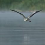 Tisza-tó hajnal természet