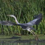 Tisza-tó hajnal természet