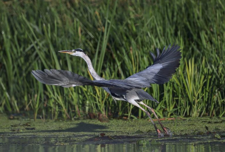 Tisza-tó hajnal természet