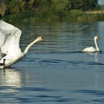 Tisza-tó hajnal természet
