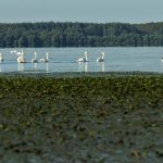 Tisza-tó hajnal természet