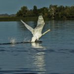 Tisza-tó hajnal természet