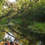 Tisza-tó hajnal természet