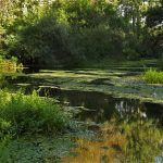 Tisza-tó hajnal természet
