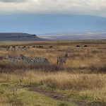 dDani_2021_Tanzania_nes (16)