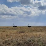 dDani_2021_Tanzania_nes (20)