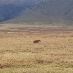 dDani_2021_Tanzania_nes (23)