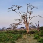 dDani_2021_Tanzania_nes (24)