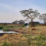 dDani_2021_Tanzania_nes (29)