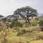 dDani_2021_Tanzania_nes (37)