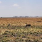 dDani_2021_Tanzania_nes (38)