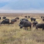 dDani_2021_Tanzania_nes (41)