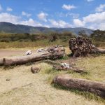 dDani_2021_Tanzania_nes (44)