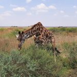 dDani_2021_Tanzania_nes (45)