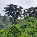 dDani_2021_Tanzania_nes (49)