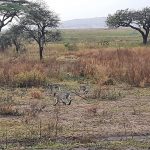 dDani_2021_Tanzania_nes (52)