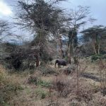 dDani_2021_Tanzania_nes (55)