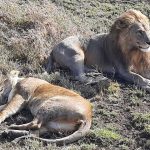 dDani_2021_Tanzania_nes (61)
