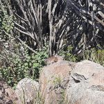 dDani_2021_Tanzania_nes (62)