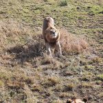 dDani_2021_Tanzania_nes (69)