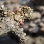 keresztes lovag kard