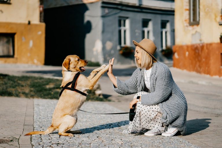 kutya gazda állat