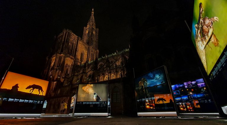 máté bence strasbourg