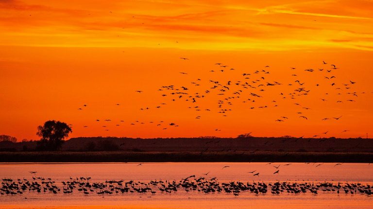 Fehértavi Darvadozás