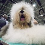 FCI Kutyakiállítás Budapest, 2021. Fotó: Helló Magyar ©️