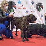 FCI Kutyakiállítás Budapest, 2021. Fotó: Helló Magyar ©️