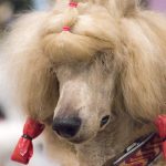 FCI Kutyakiállítás Budapest, 2021. Fotó: Helló Magyar ©️