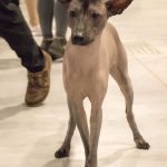 FCI Kutyakiállítás Budapest, 2021. Fotó: Helló Magyar ©️